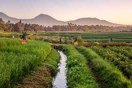 Flower and Rice Fields in Bali by Rudolfo Dalamicio