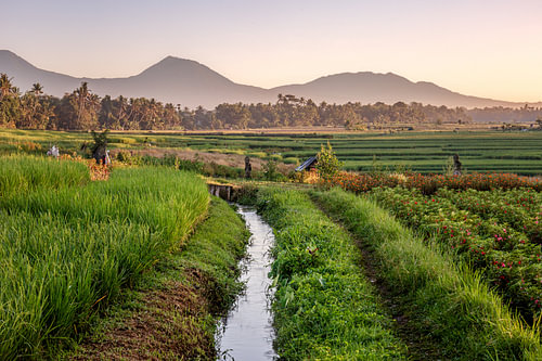 Champs de fleurs et de riz à Bali