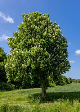Flowering horse chestnut, Germany