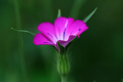 Bloem