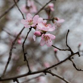 Spanish Cherry Blossom by Alejandro Vivas