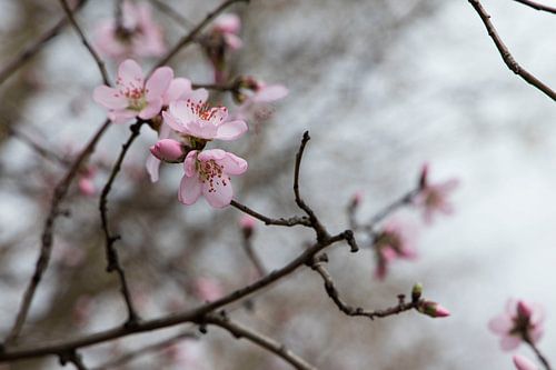 Spanish Cherry Blossom