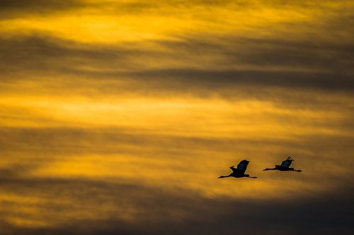 Kraanvogels in Diepholz