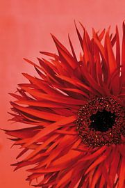 Bild einer roten Blume.