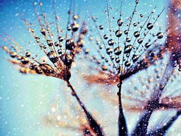 Pusteblume - Zauber nach dem Regenschauer von Julia Delgado