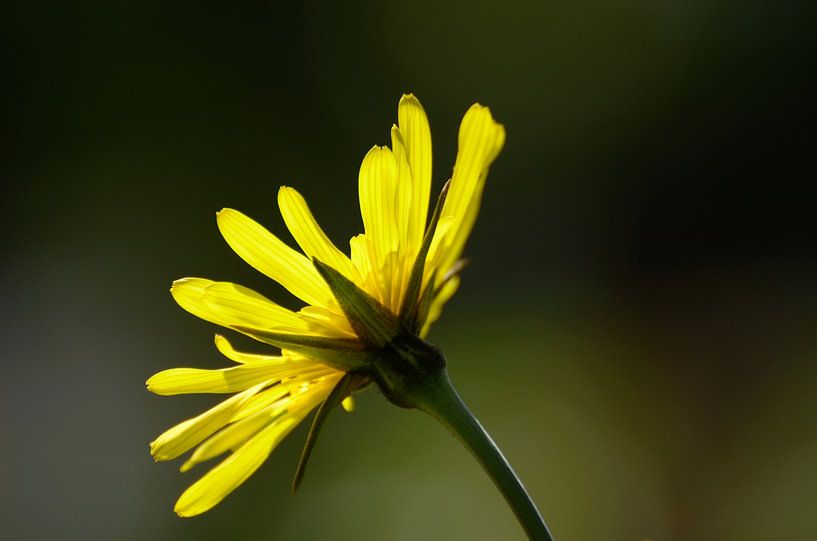 Flower by Jaap Kloppenburg