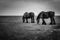 Horses in the marsh par Dick Frieling Aperçu