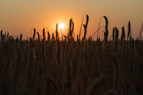 Tarweveld bij zonsondergang