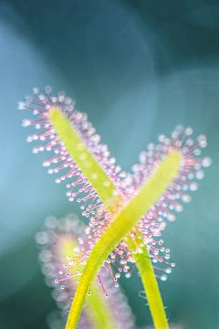 Sticky leaves (Drosera sp.) sur Alessia Peviani