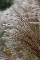 Close up van bloeiend riet