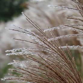 Close up of flowering reed by Audrey Nijhof