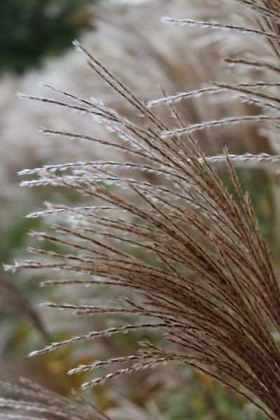 Close up of flowering reed by Audrey Nijhof
