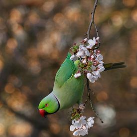 Josmar Colmenares Profilfoto