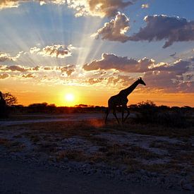 Girafe au coucher du soleil sur Herman van Egmond