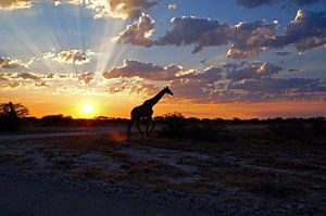 Girafe au coucher du soleil sur Herman van Egmond