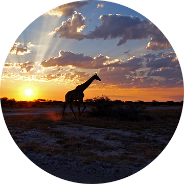 Giraf bij zonsondergang van Herman van Egmond