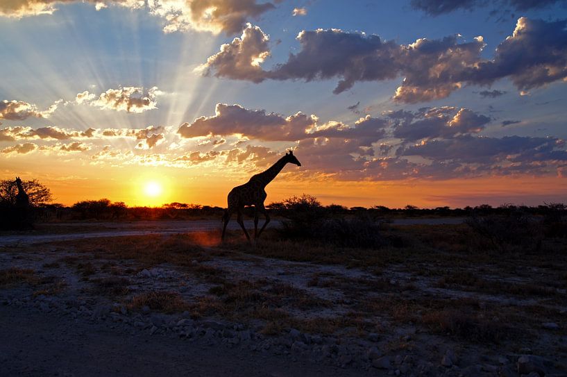 Girafe au coucher du soleil par Herman van Egmond