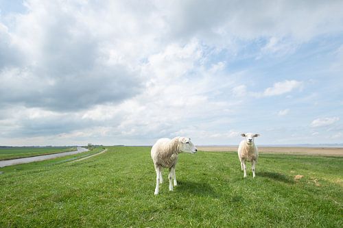 schapen op de waddendijk van Groningen