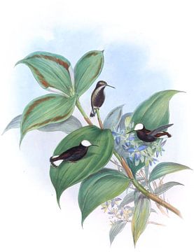 Snow-Cap, John Gould van Hummingbirds