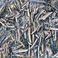 Razorclams