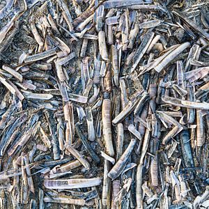 Razorclams
