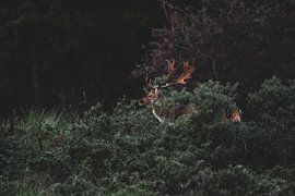 Amsterdamer Damhirsch von The Wild Scribe Prints