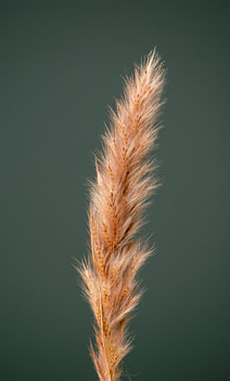 Plume d'or (vert)