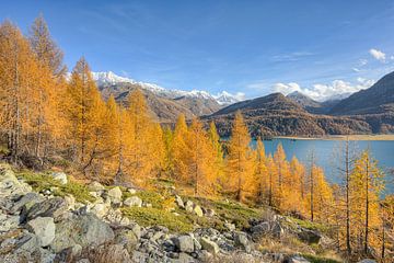 Herfst aan het Sils-meer in het Engadin in Zwitserland van Michael Valjak