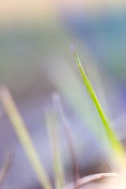 Gras by Robert Wiggers