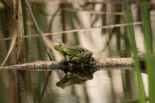 Grüner Frosch auf Ast.