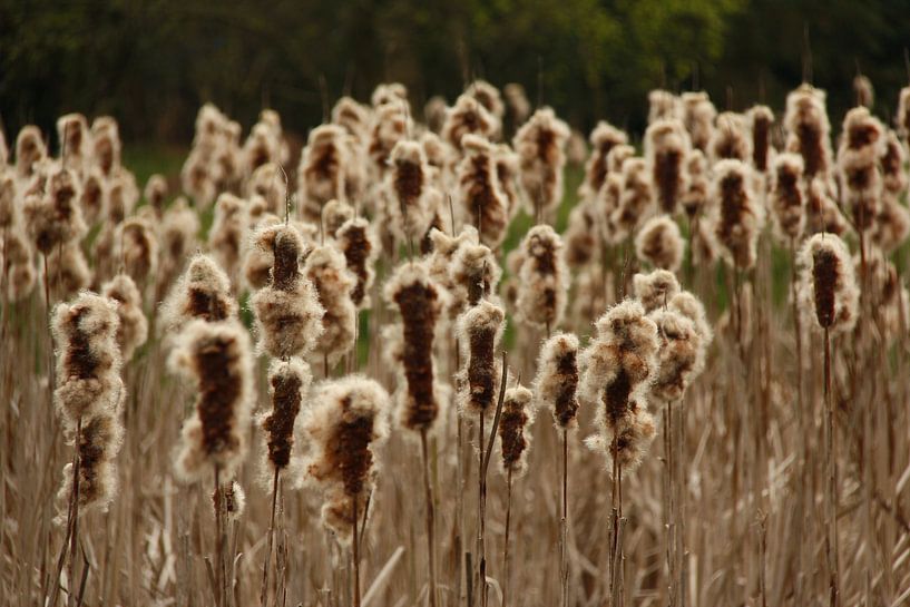 Wuivende sigaren von Wanda van Eck