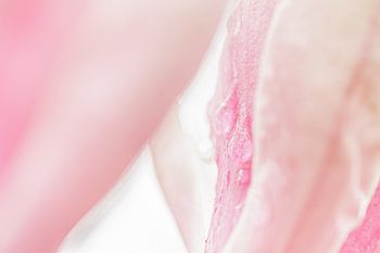 Magnolia Soulangeana in Bloei. Pastelkleuren in de natuur.