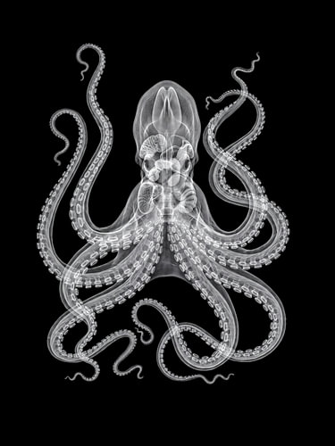Octopus X-ray