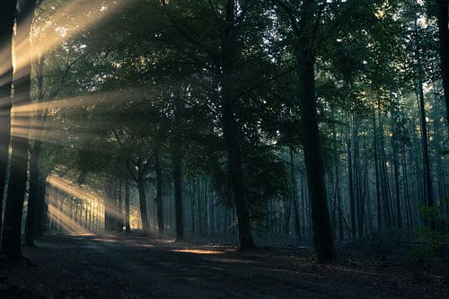 Zonnestralen schijnen door de bomen
