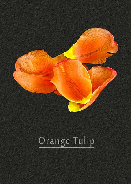 Tulpe von Leopold Brix