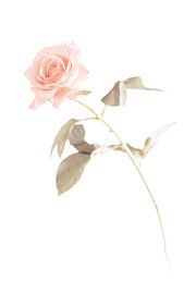 Roos 1 van Mark Isarin | Fotografie