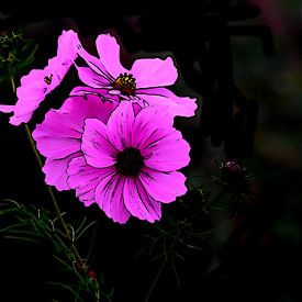 Vibrante roze cosmos bloemen in volle bloei. van Jose Lok