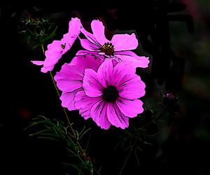 Vibrante rosa Kosmosblüten in voller Blüte.