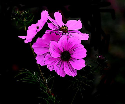 Vibrant pink cosmos flowers in full bloom.