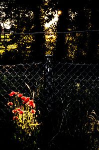 Mohnblumen 1