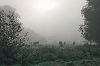 Kühe im Nebel