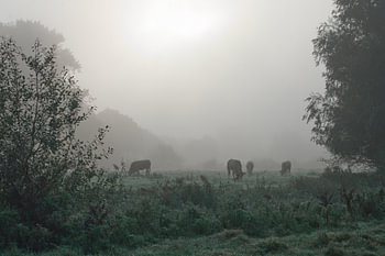 Kühe im Nebel