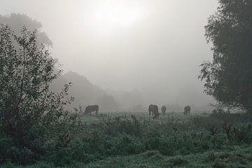 Koeien in de mist van Texas van Egmond