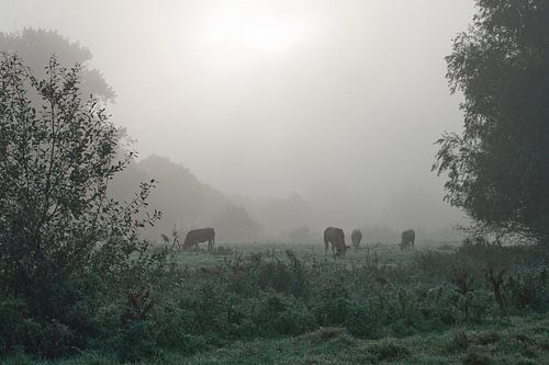 Kühe im Nebel