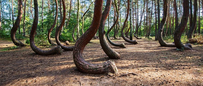 Crooked Forest (Krzywy Las) by Frank Herrmann