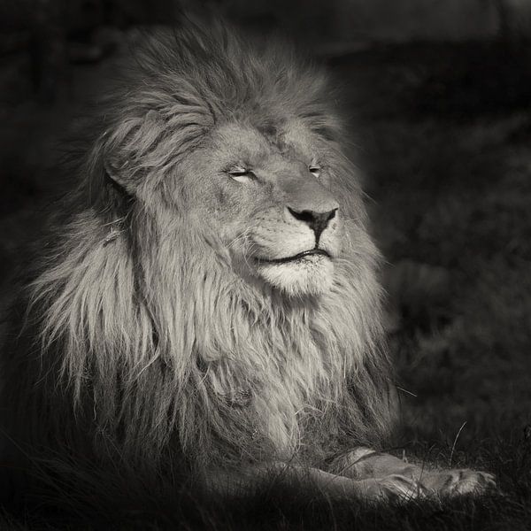 Lachende leeuw van Ellen van Schravendijk