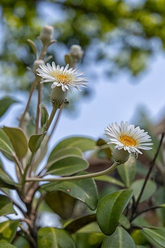 Witte bloem (onbekend)