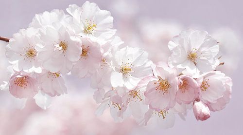 Cherry blossoms by Violetta Honkisz
