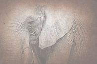 Sand-coloured Silent Elephant in a Soft Neutral Composition by Femke Ketelaar thumbnail