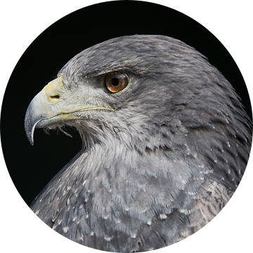 Eagle van Arie Storm